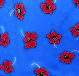 Flores azul Flores azul